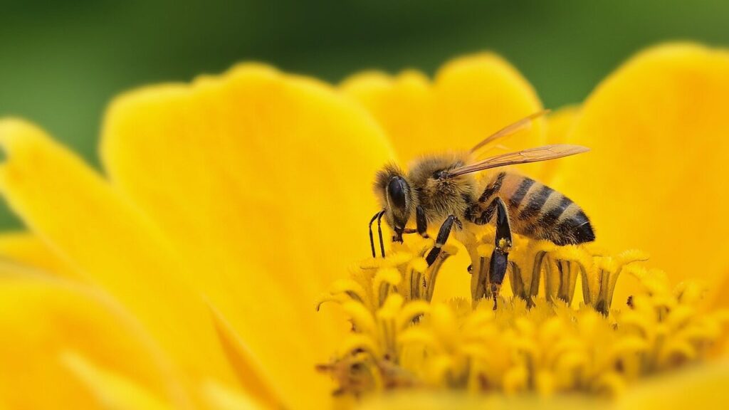 Honey Bee on a Flower